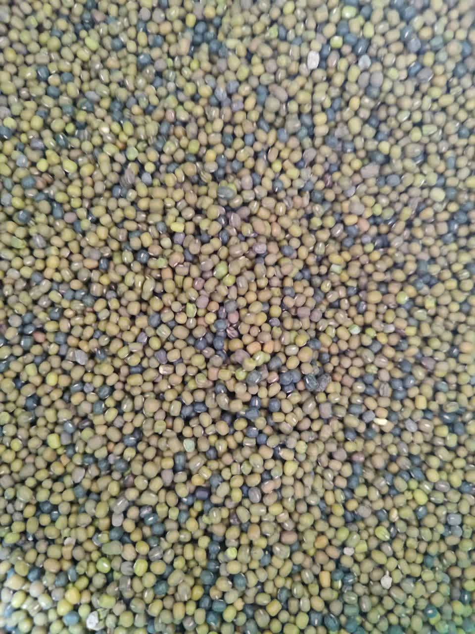 ماش بومی گتوندی فله ای 