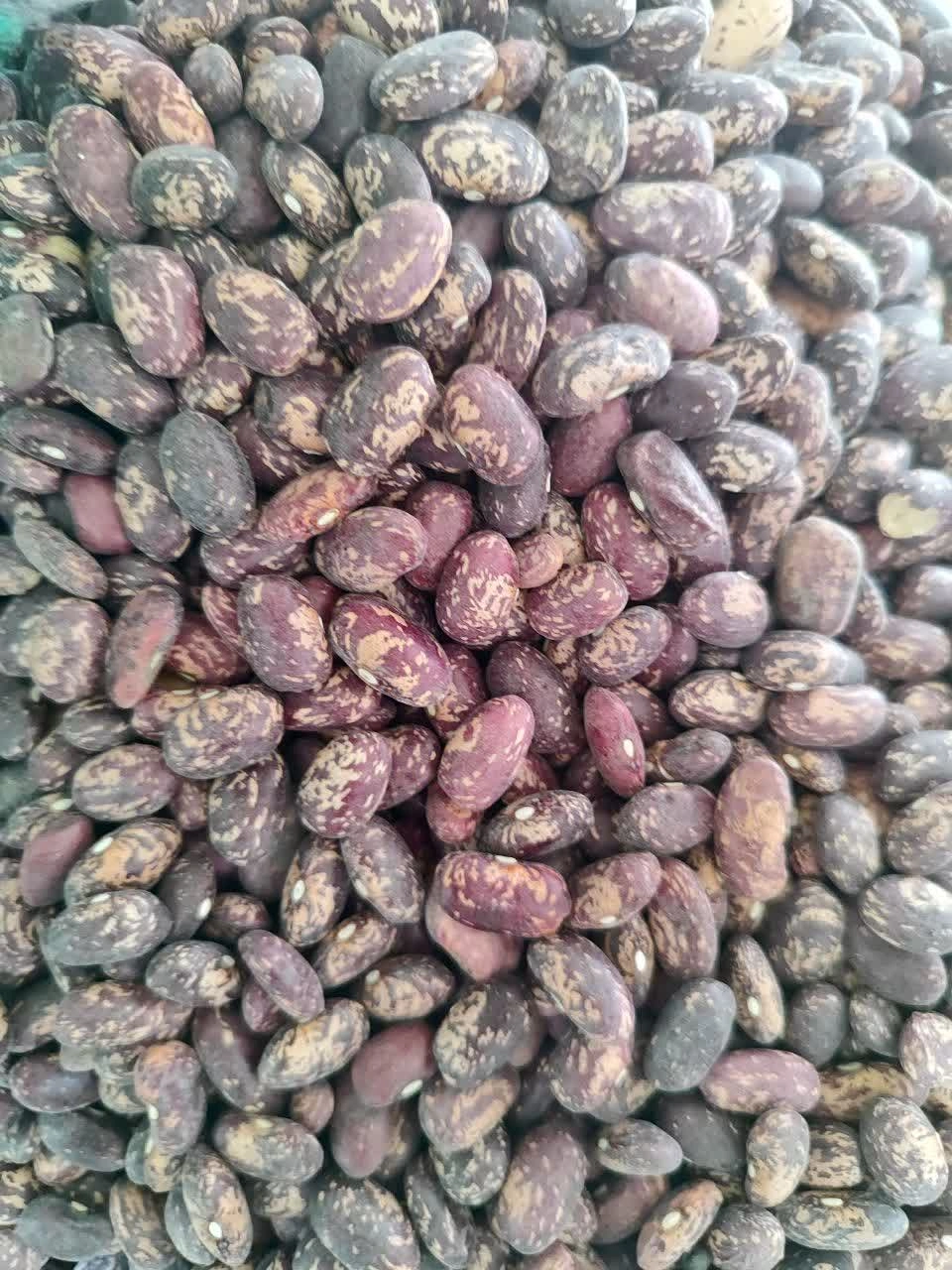 لوبیا چیتی خارجی فله ای 