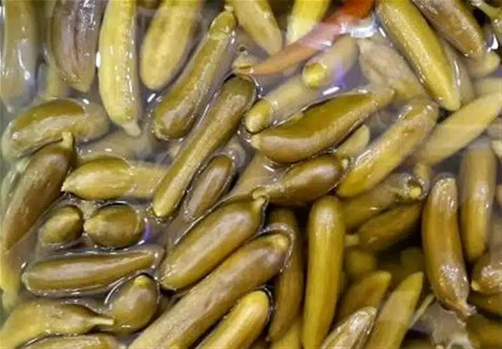 خیار شور دبه کیلویی مطهر